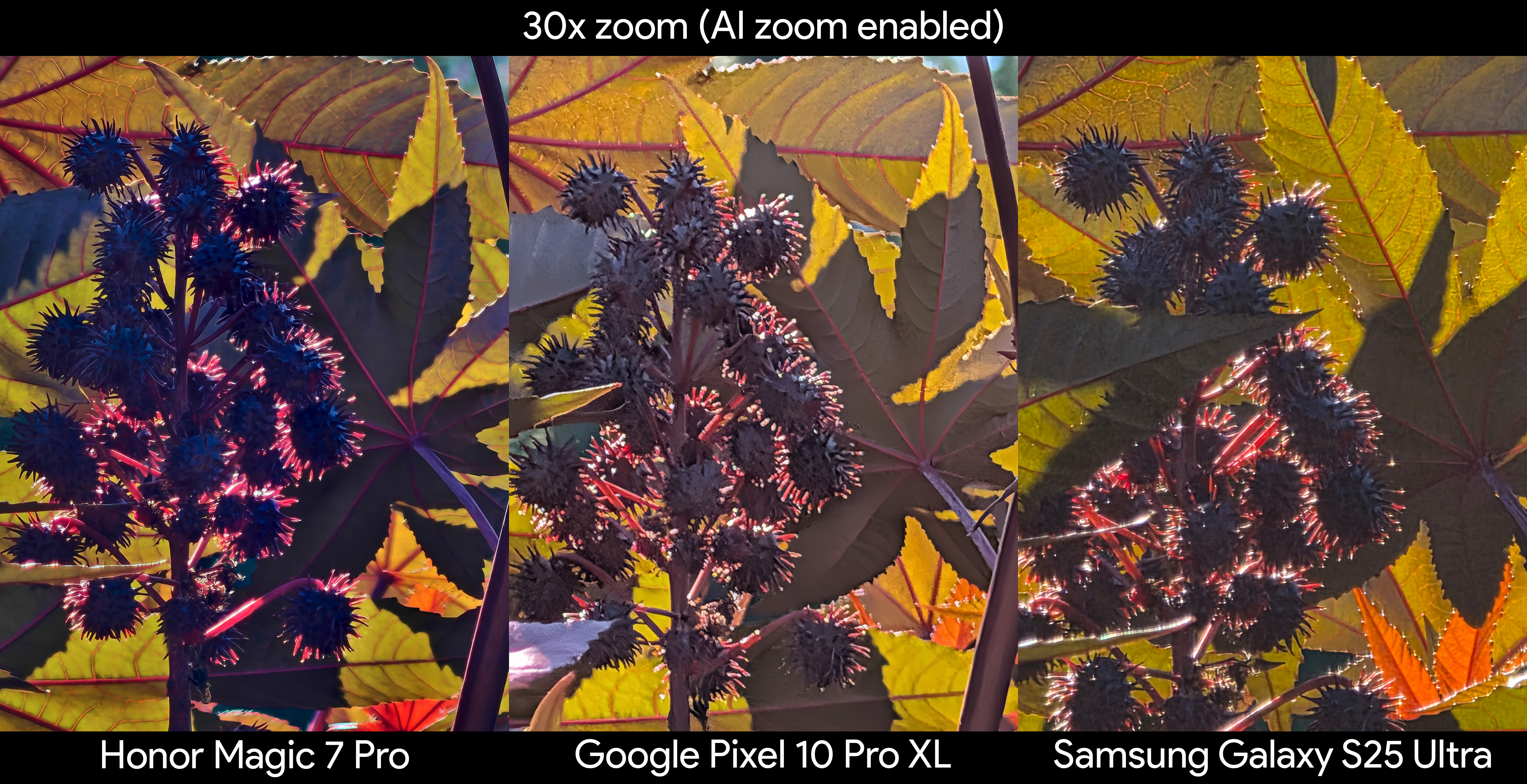 Comparing photos from the Google Pixel 10 Pro XL, Samsung Galaxy S25 Ultra, and Honor Magic 7 Pro of spiky seeds on a plant at 30x zoom