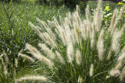 White Fountain Grass