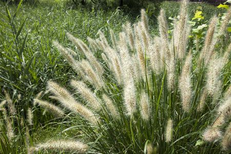 White Fountain Grass