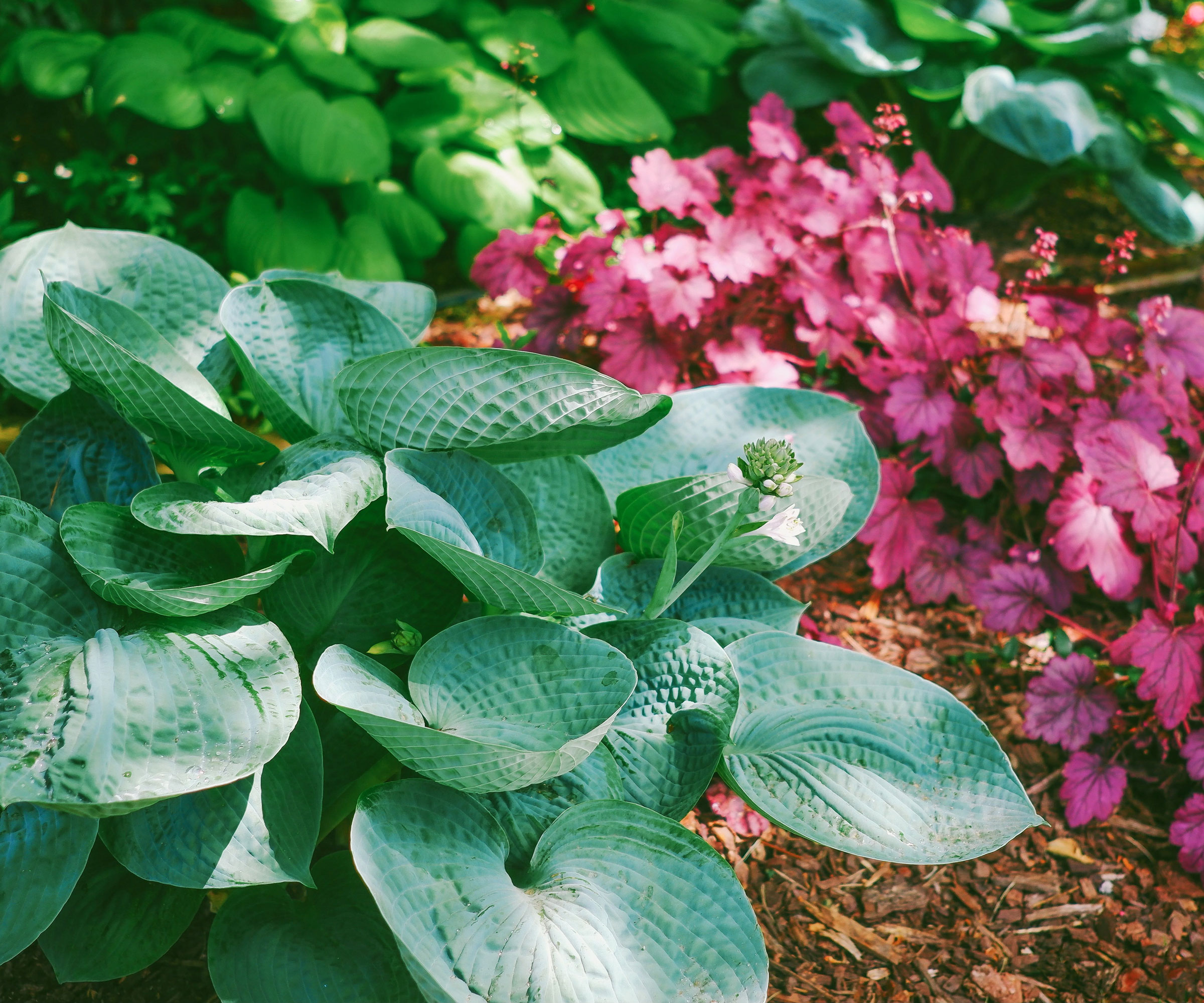 green hosta plants and red heuchera plants in shady corner