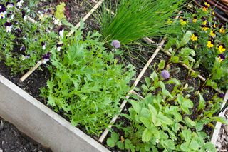 A raised bed divided into square feet growing lettuce, herbs etc