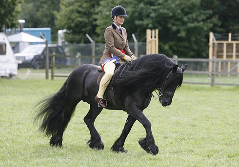 Chloe Chubb riding Bybeck Evolution at NPS Summer Championships