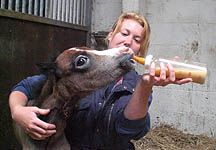 Rescued-foal.JPG