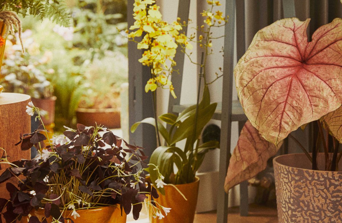 5 plantes d'intérieur parfaites pour la décoration automnale 