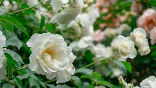 white garden roses