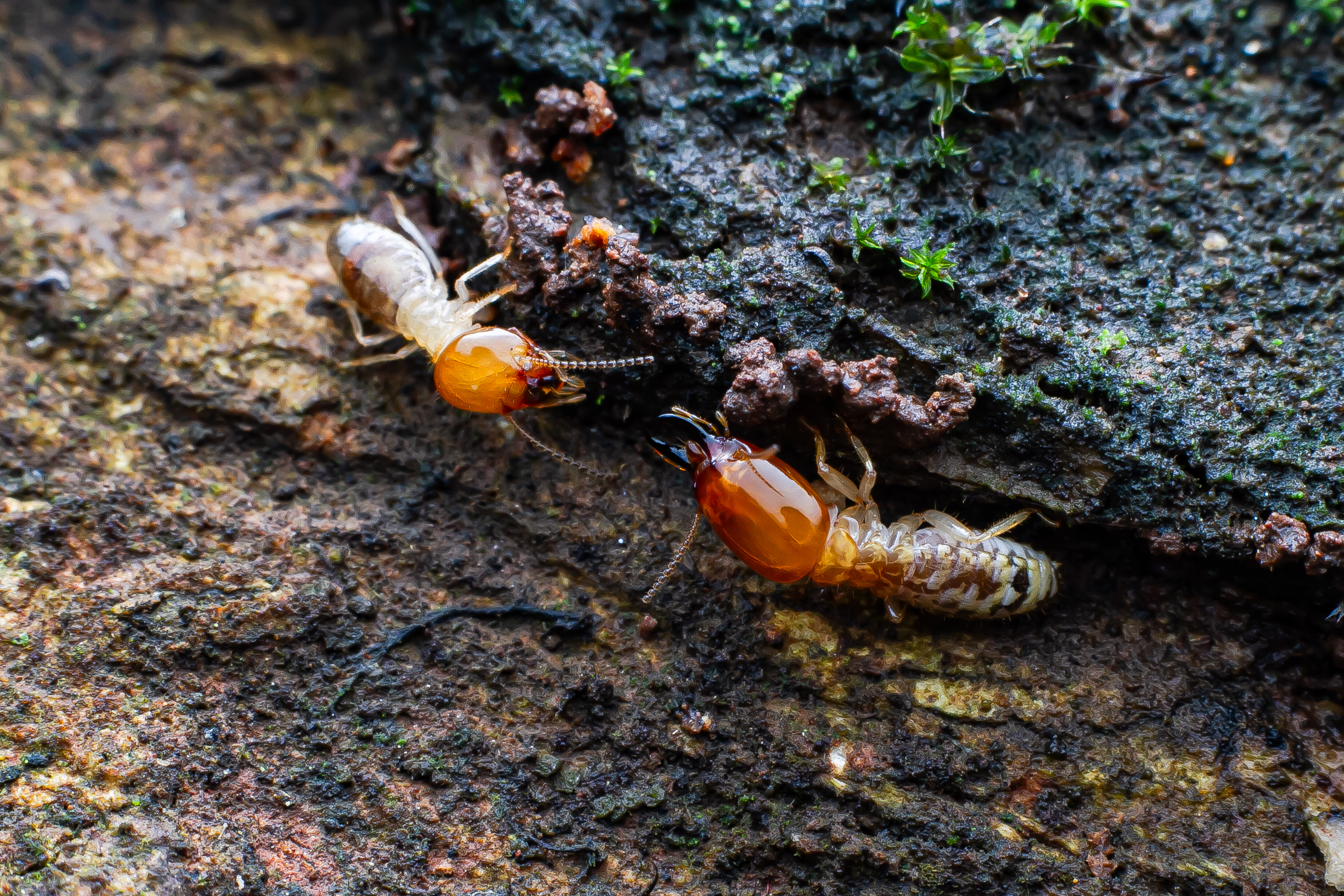 Termites seen crawling through decaying wood