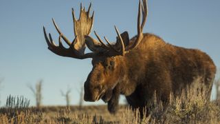 Bull moose at Grand Teton National Park, Wyoming