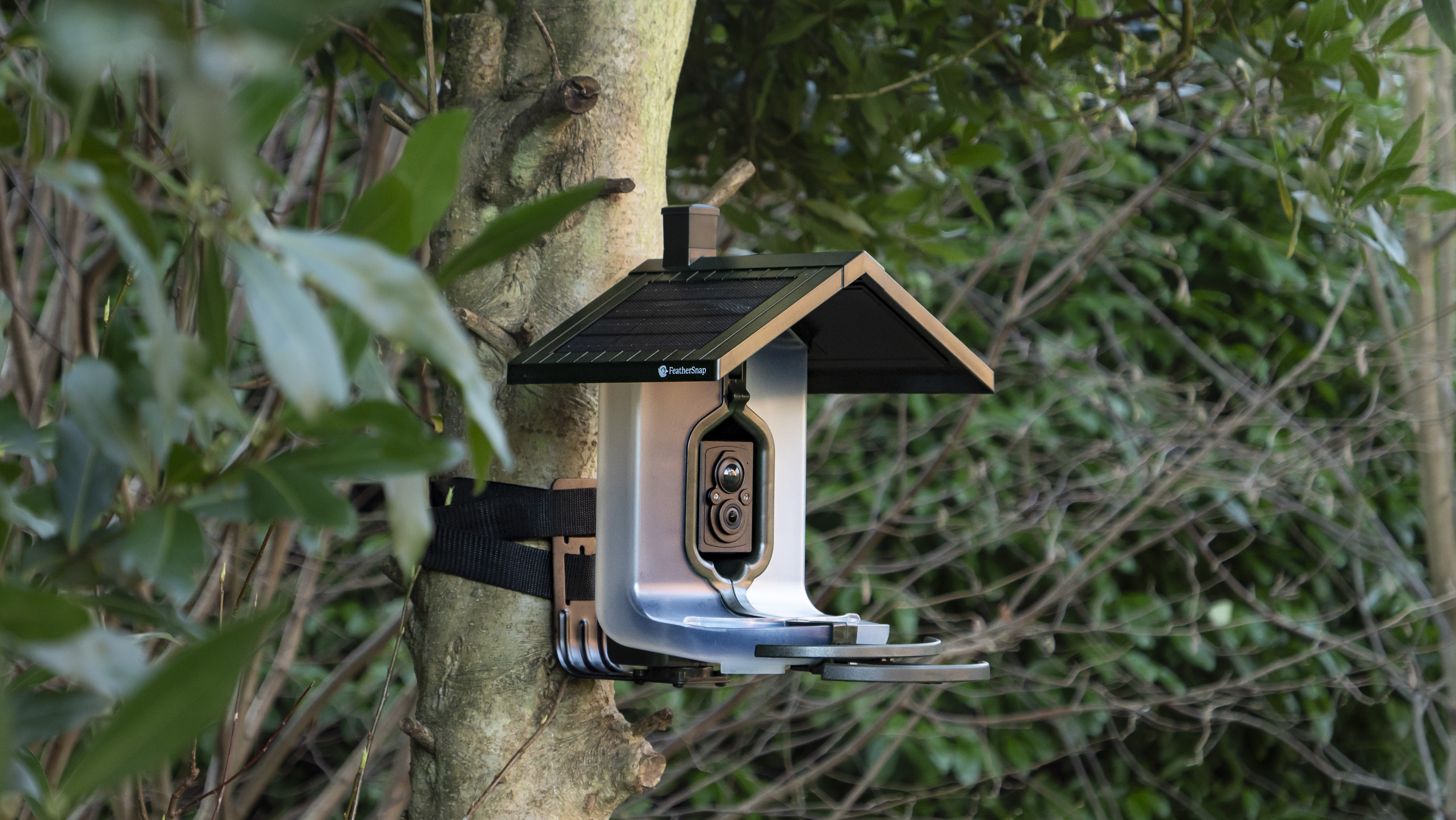 FeatherSnap Bird Feeder camera strapped around a tree with bamboo backdrop