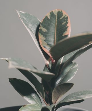 A close up of houseplant leaves indoors on a table