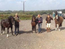 ponies-hoys-e1444062431155.jpg