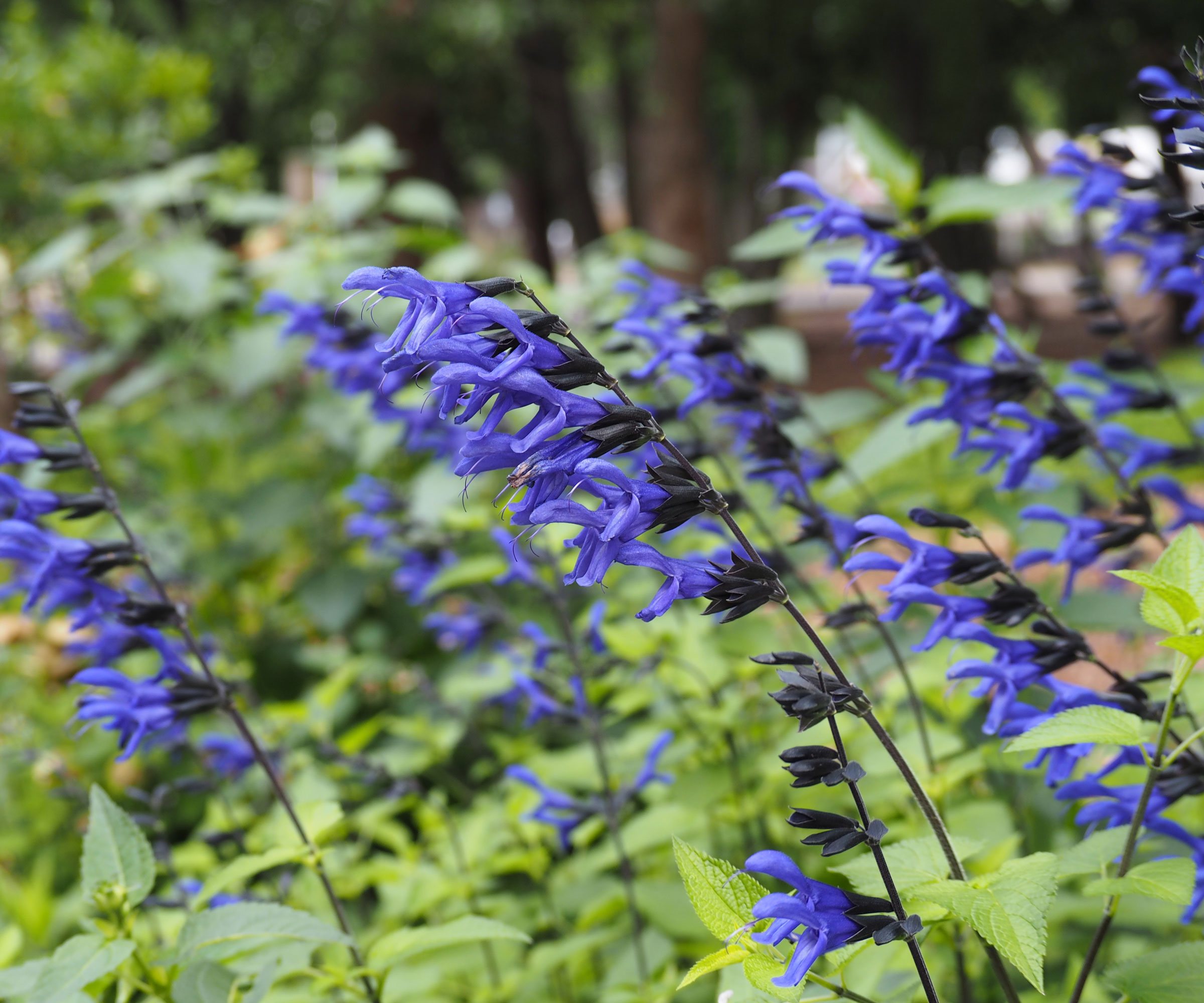 blue salvia flowers in bloom