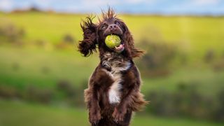 Spaniel chasing ball