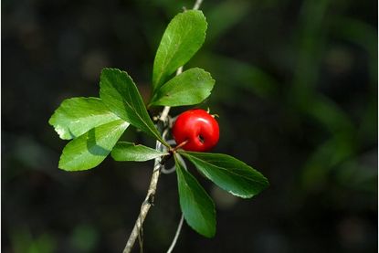 Mayhaw Tree Cutting