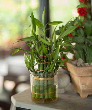 Lucky Bamboo