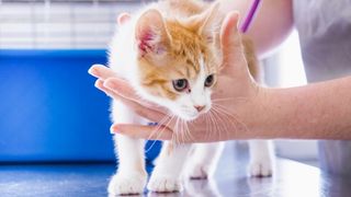 vet examining kitten