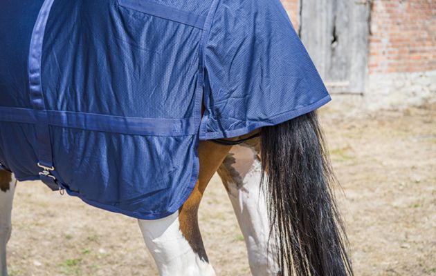 Back on Track Mesh Rug review