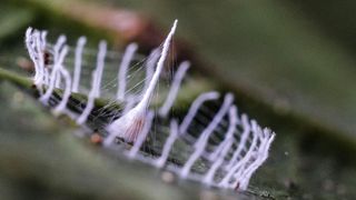 The tiny silky structure's central cone is surrounded by slender pillars.