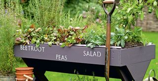 garden plant trough growing vegetables