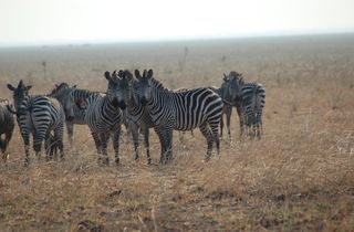 zebras, animals, animal behavior