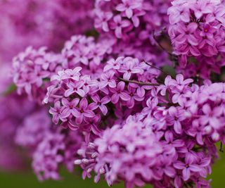 Grandi grappoli di fiori di lillà viola chiaro su un arbusto verde.