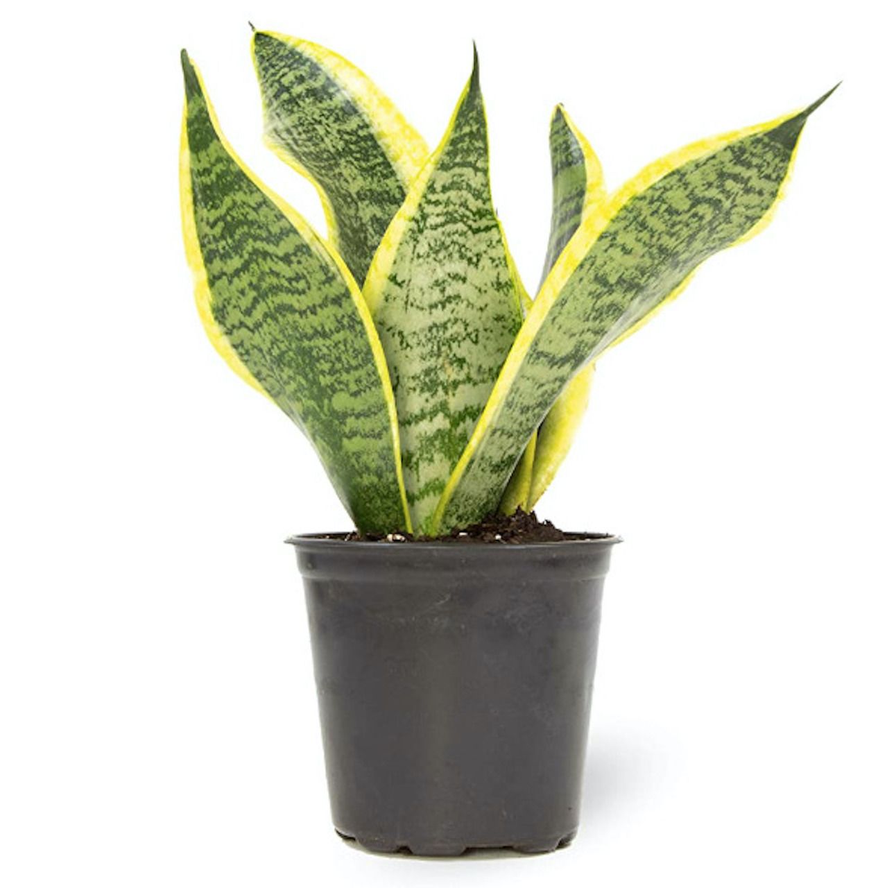 Tanaman ular hidup Sansevieria superba