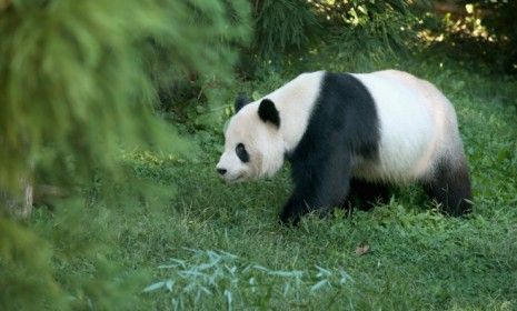 Tian Tian, the National Zoo&amp;#039;s 275-male giant panda moves around his enclosure Sept 24, the day after the death of a six-day-old panda cub.