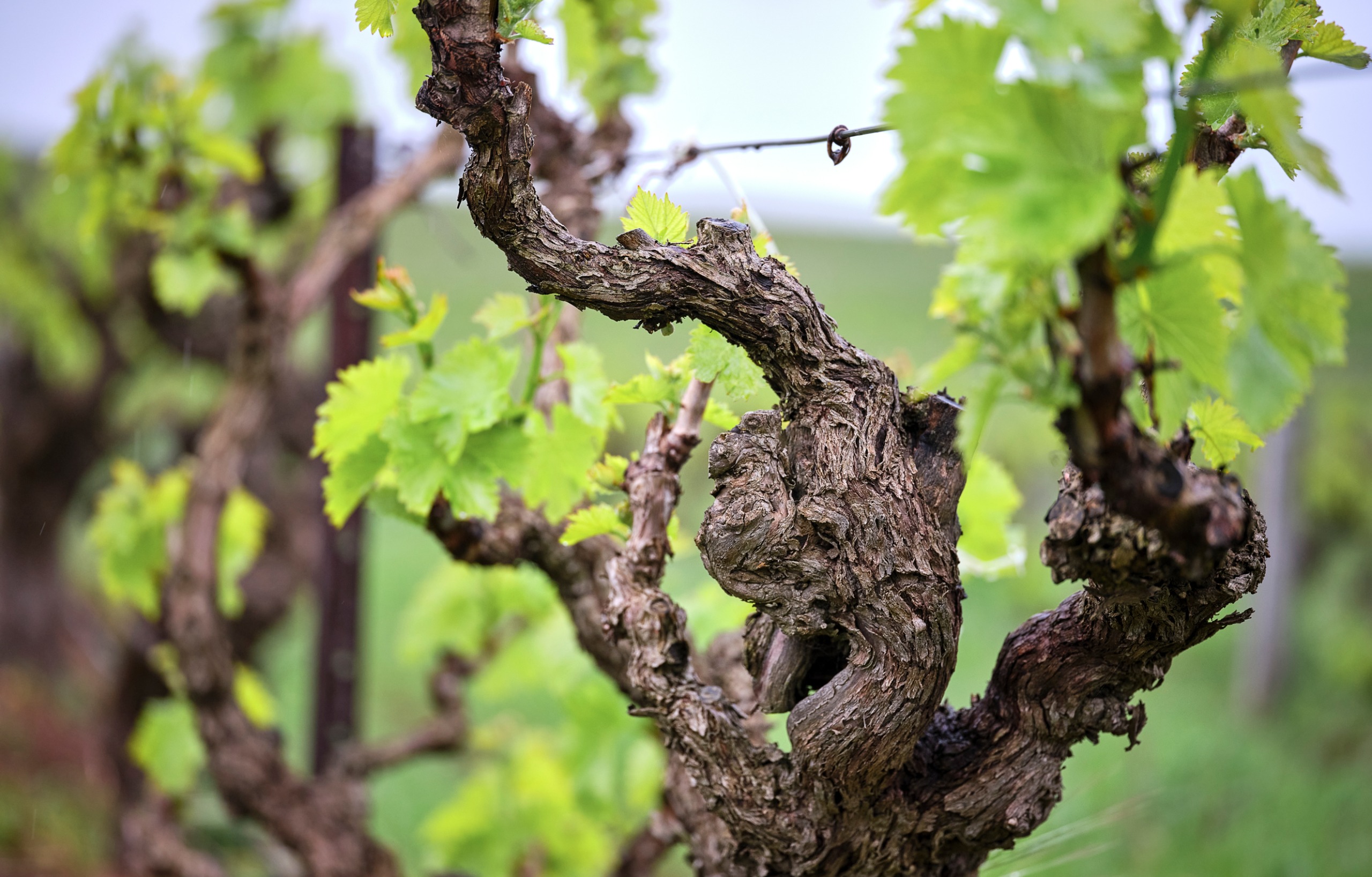 Old vines in spring at Alkina