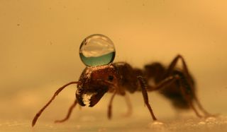 An individual ant's exoskeleton repels water, as shown by the contact angle of the water drop resting on this ant.