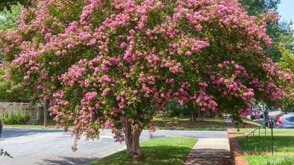 Pink crepe myrtle tree in bloom