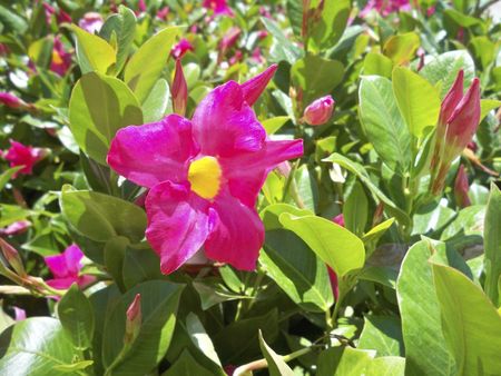 Pink Flowered Mandevilla Vines