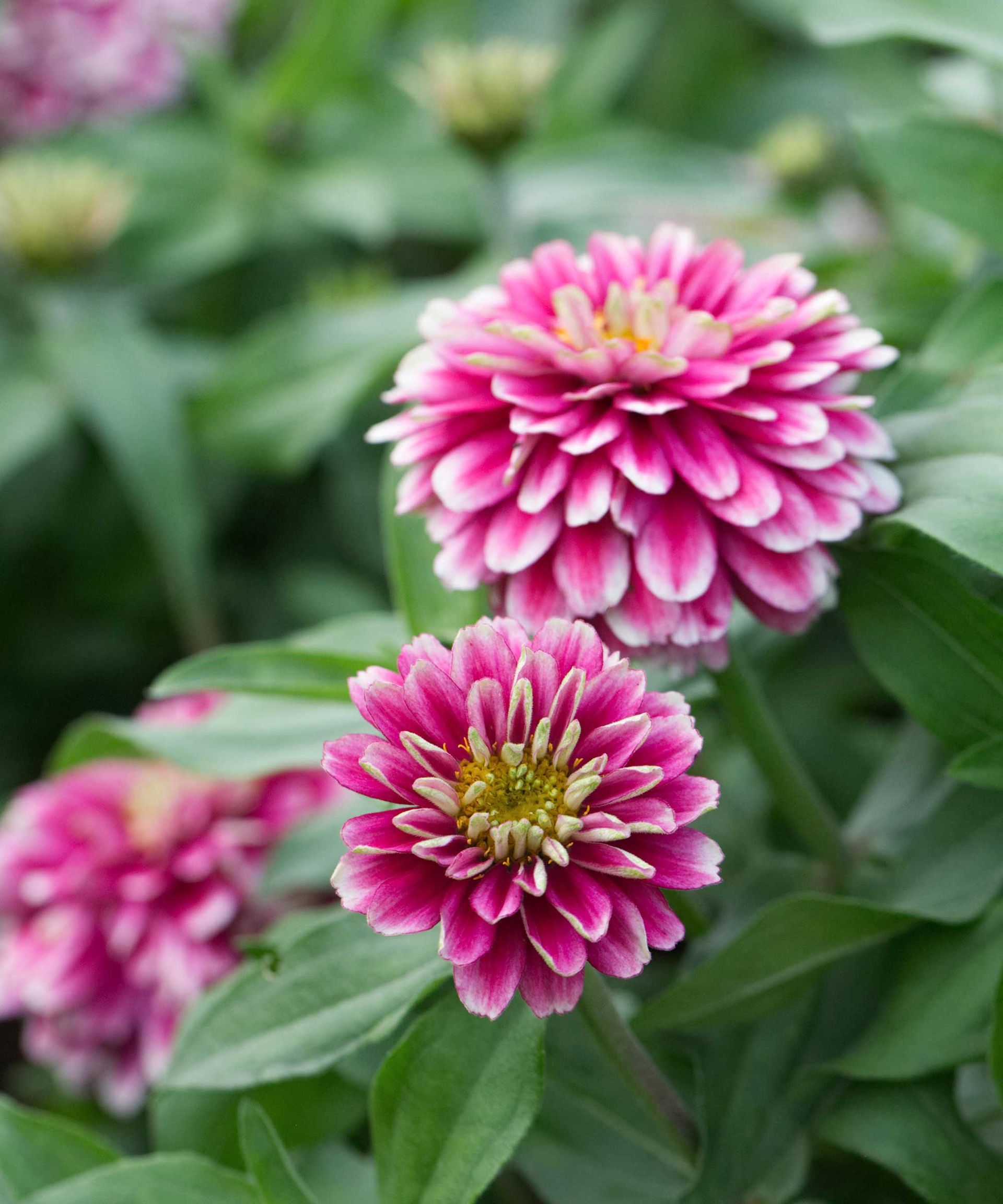 How to deadhead zinnias simple tips for better blooms Homes & Gardens