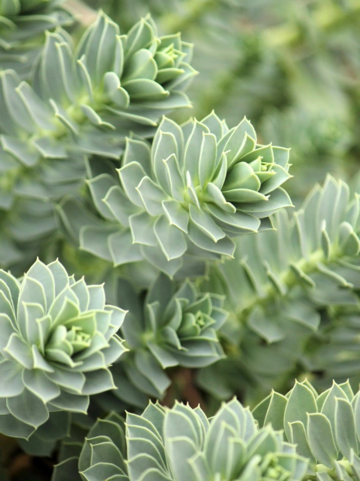 Euphorbia Plant