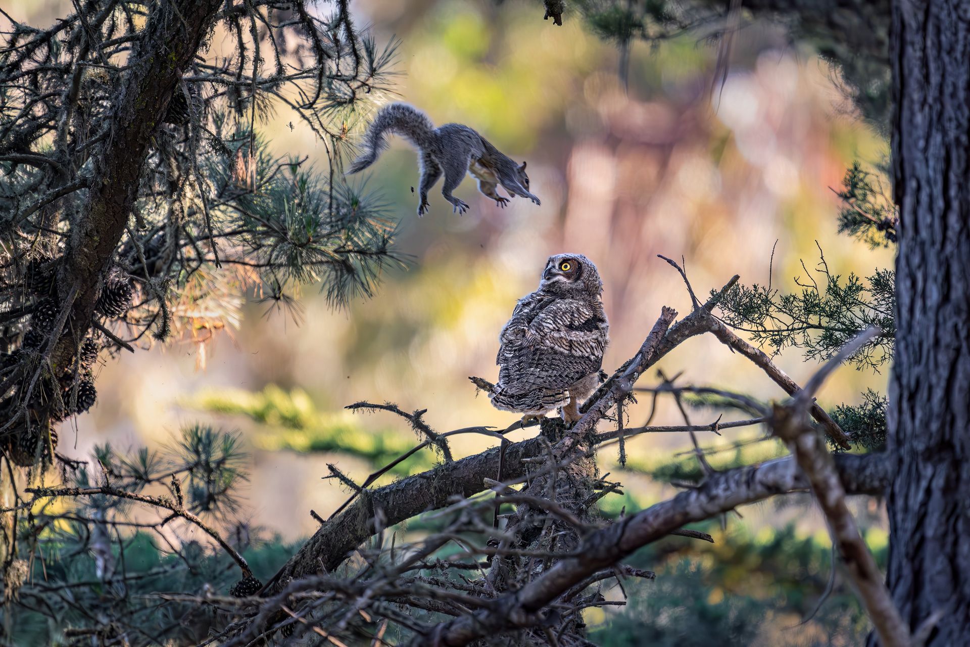 A squirrel dives at a young great horned owl.