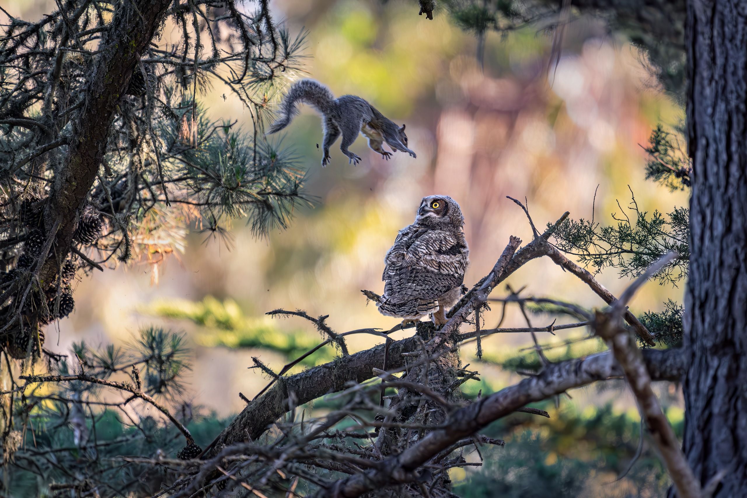 A squirrel dives at a young great horned owl.