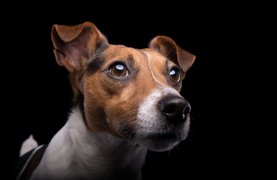 Are Dogs Colorblind? | Live Science