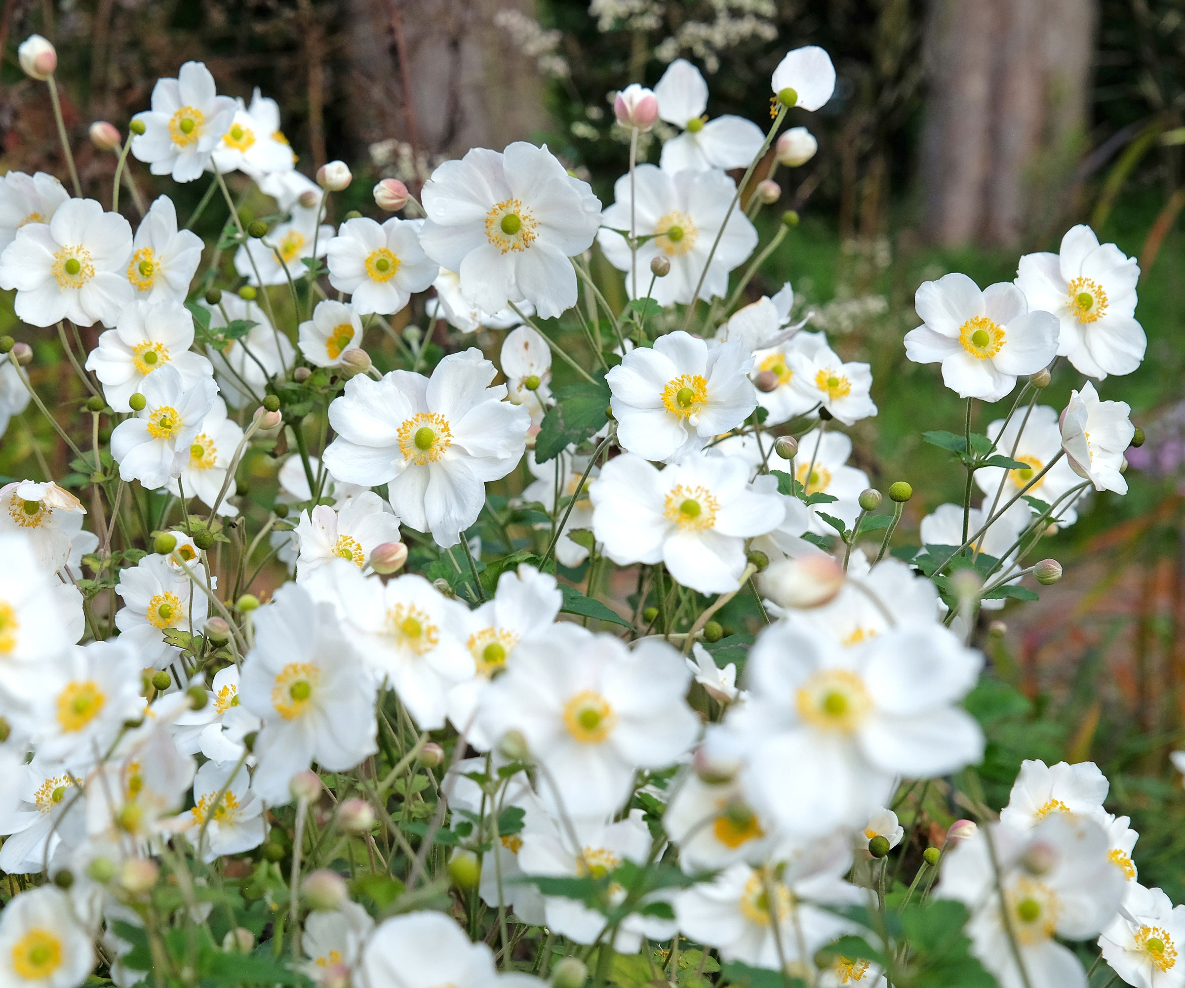 Japanese anemone Honorine Jobert plant with bright white flowers