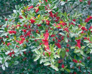 red berries of a Yaupon holly