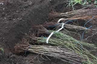 trench for over wintering bare root plants
