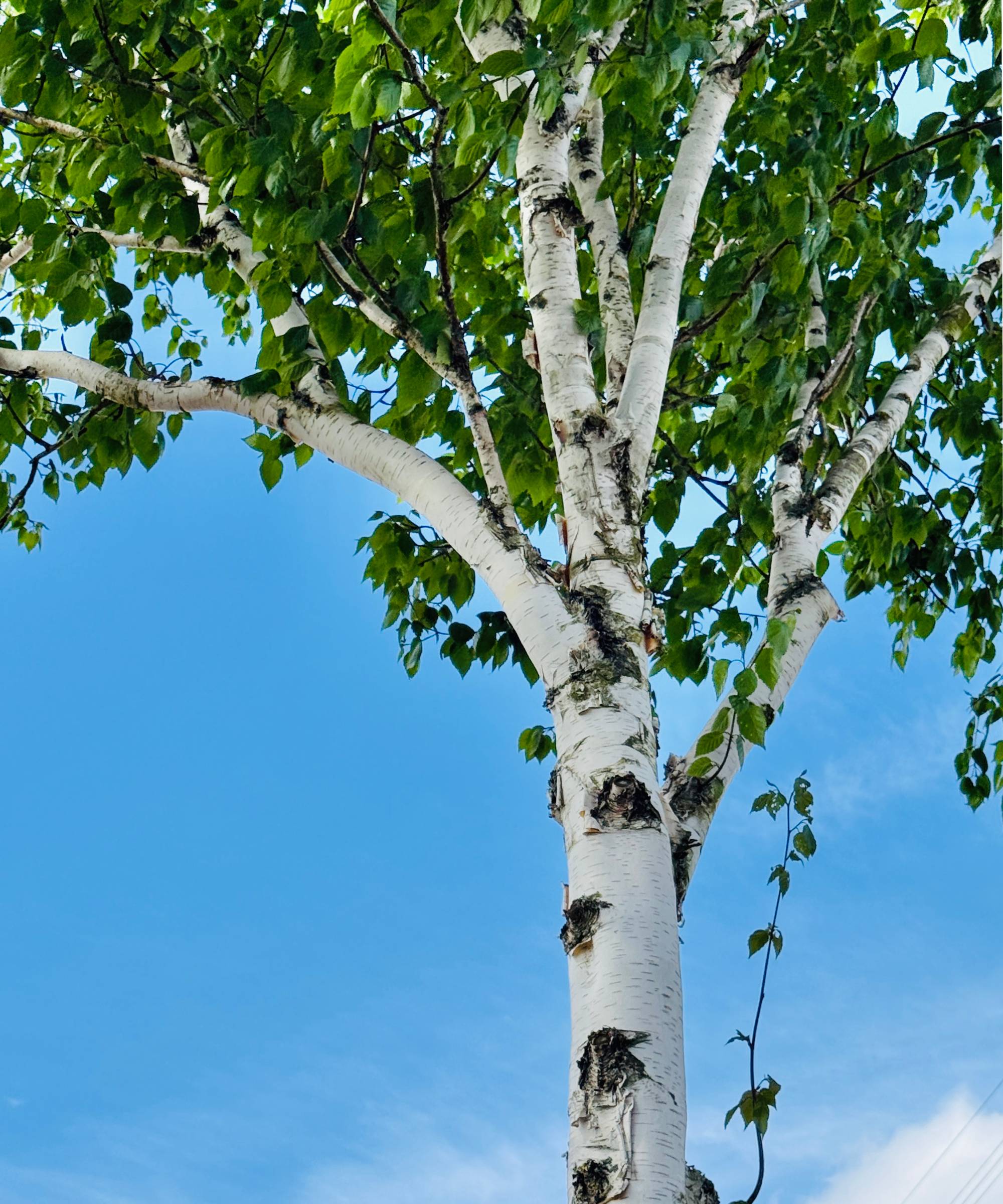 Paper birch tree