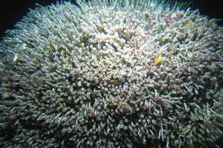 deep sea life, deeps sea vents, agu 2012