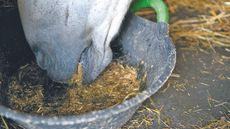 How quickly will a horse gain weight