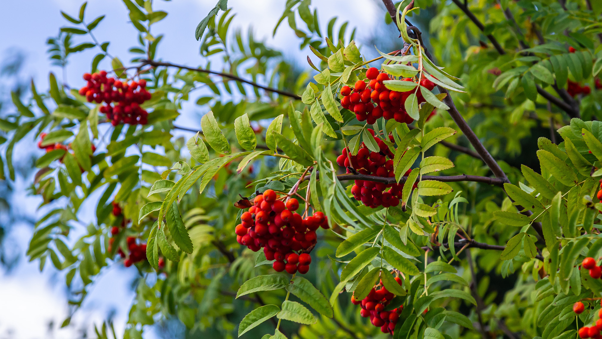 Mountain ash tree