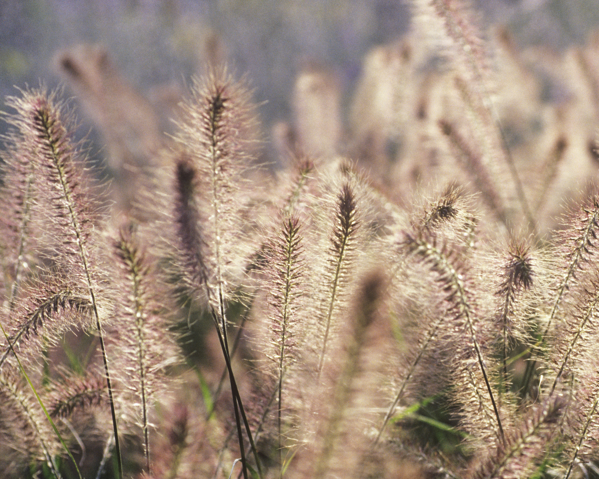 Chinese fountain grass, Pennisetum alopecuroides