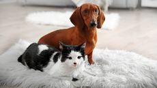 Cat and dog on white carpet