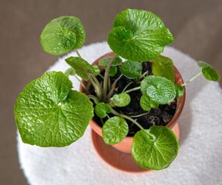Small wasabi plant growing in a pot