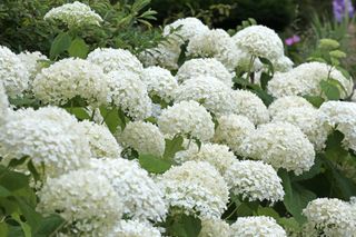 White mophead Hydrangea 'Annabelle' in flower.