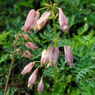 dicentra eximia flowering in spring border