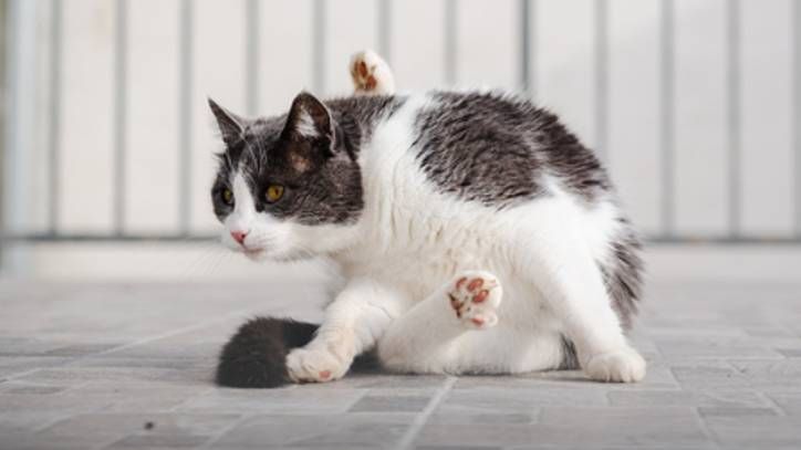 Cat scooting: It is normal or a sign of a problem? A vet explains