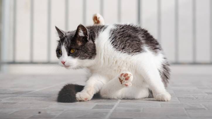 cat sitting on floor in strange position