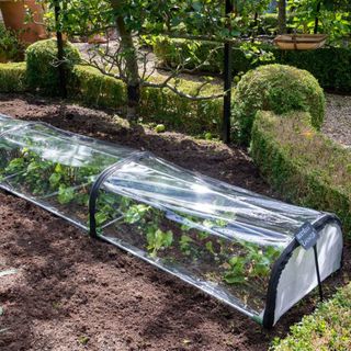 Harrod Modular Cloche covering row of plants in garden